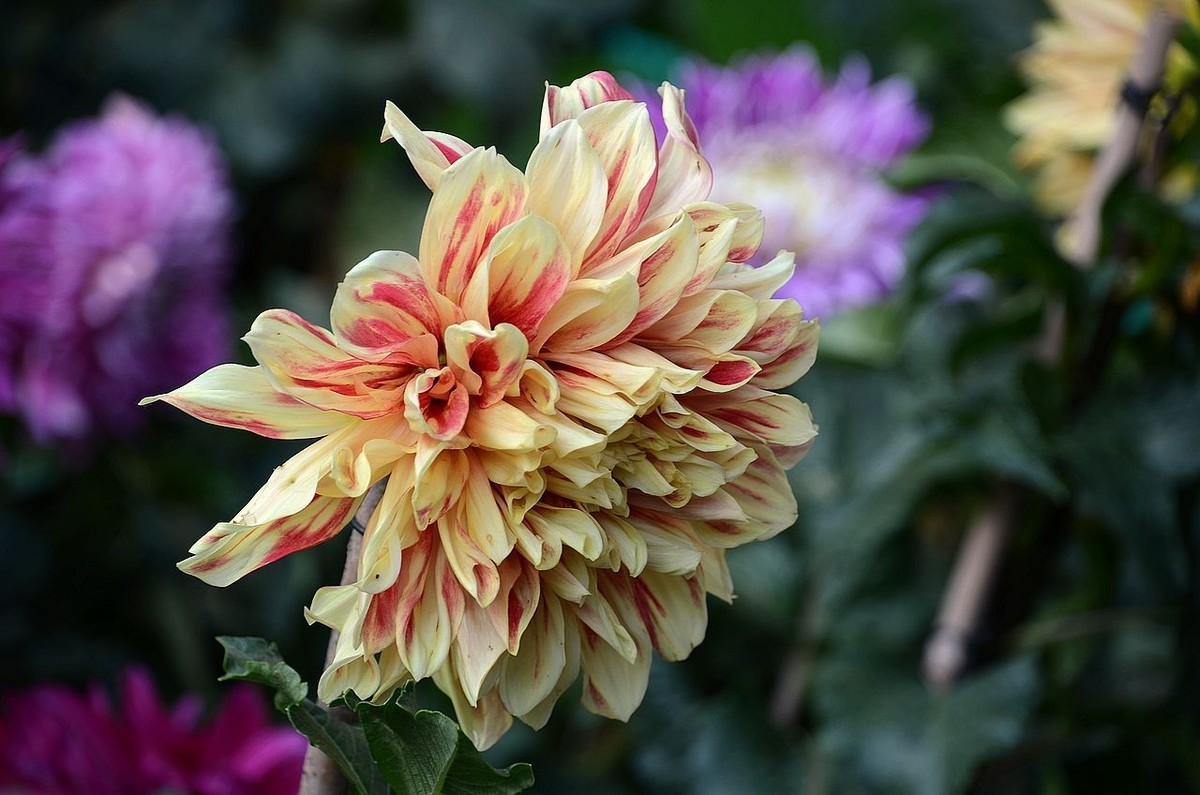 大 丽 花---祝朋友们国庆节快乐 ！