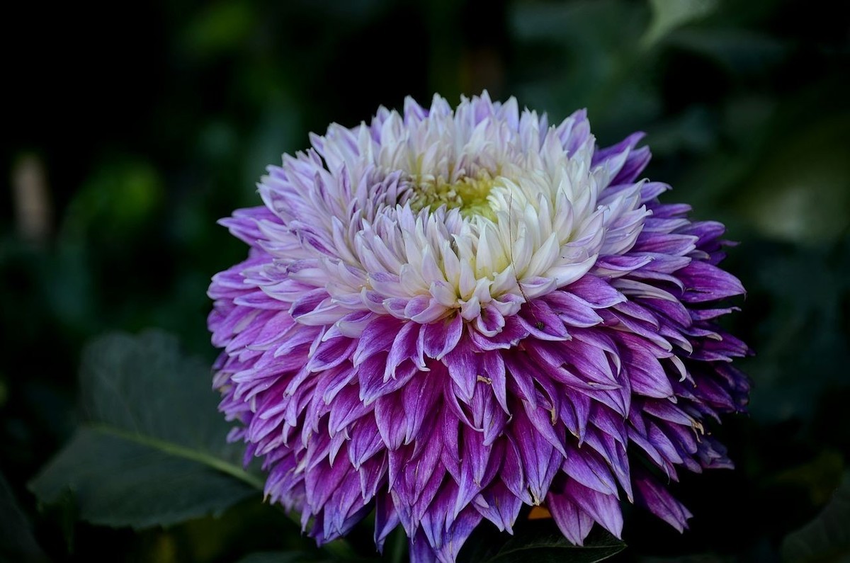 大 丽 花---祝朋友们国庆节快乐 ！