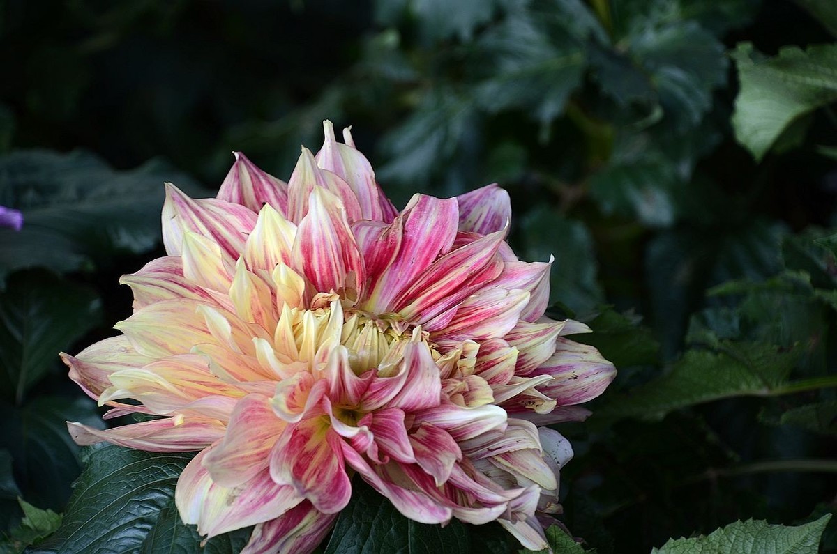 大 丽 花---祝朋友们国庆节快乐 ！