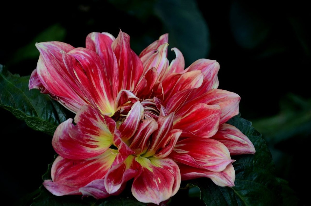 大 丽 花---祝朋友们国庆节快乐 ！