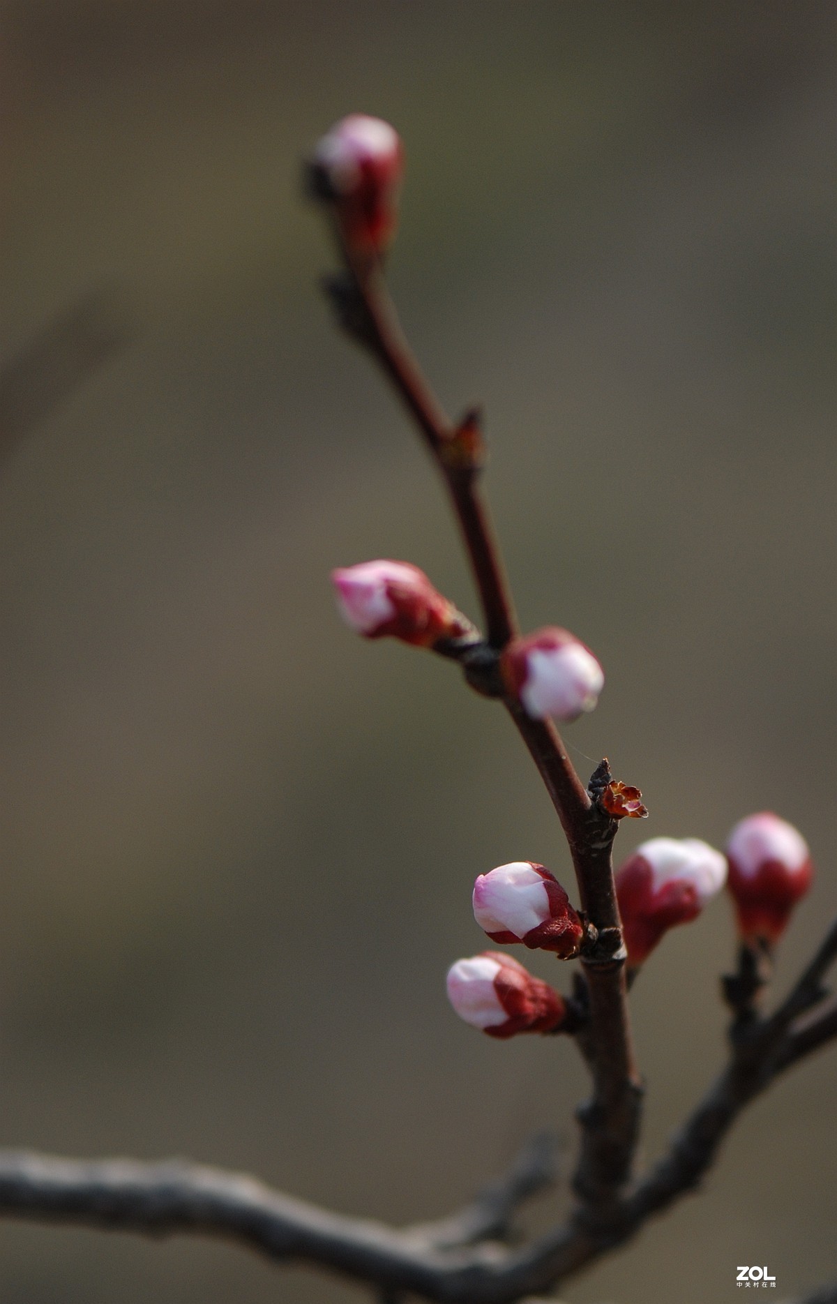 杏花村里杏花开