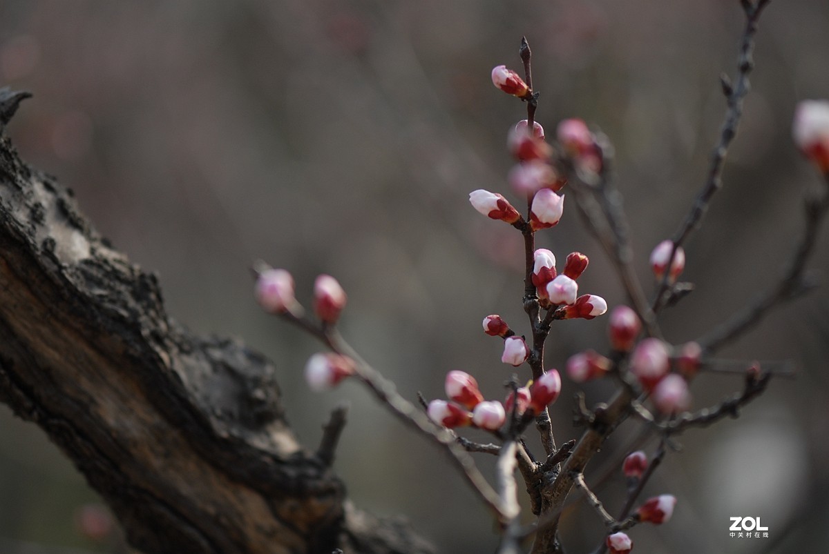 杏花村里杏花开