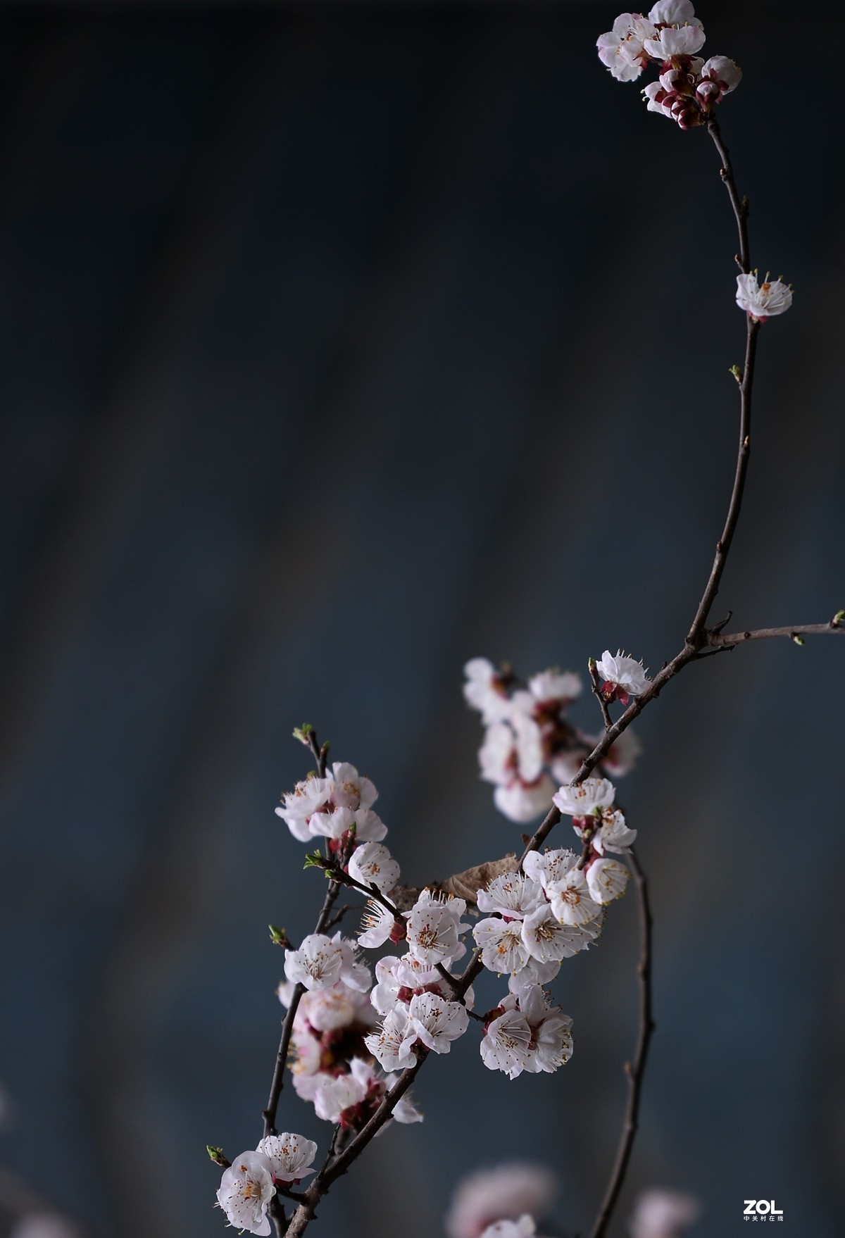 杏花村里杏花开