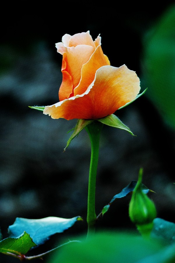 天津市花—月季花