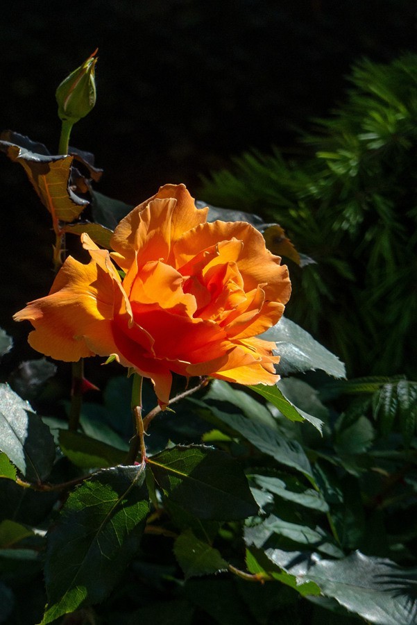 天津市花—月季花