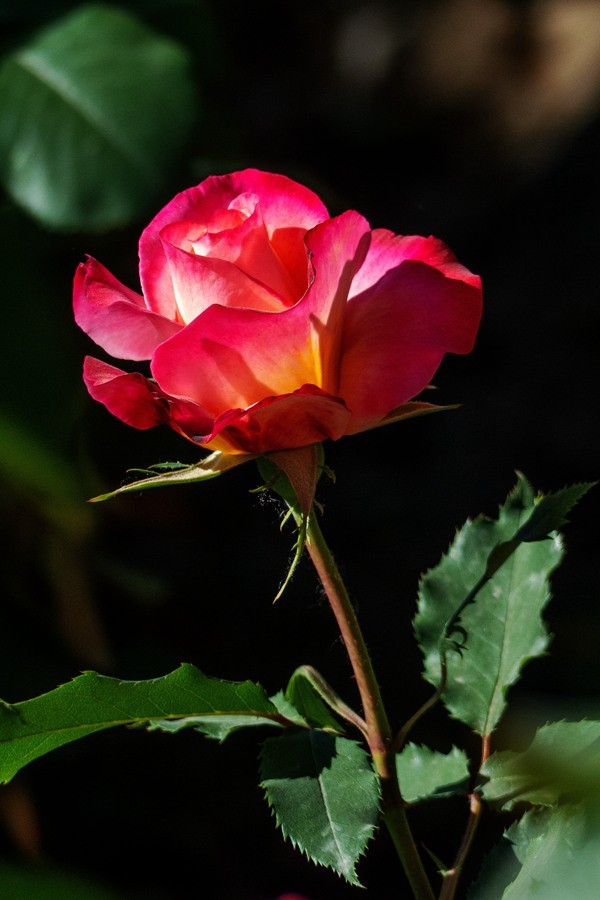 天津市花—月季花