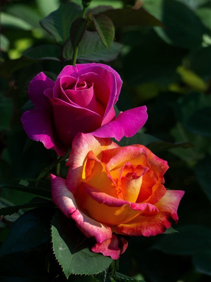 天津市花—月季花