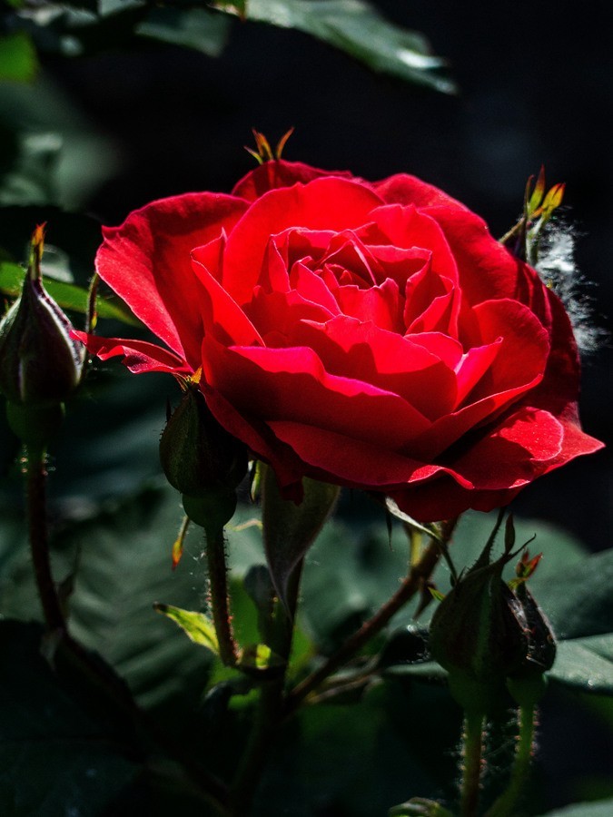 天津市花—月季花