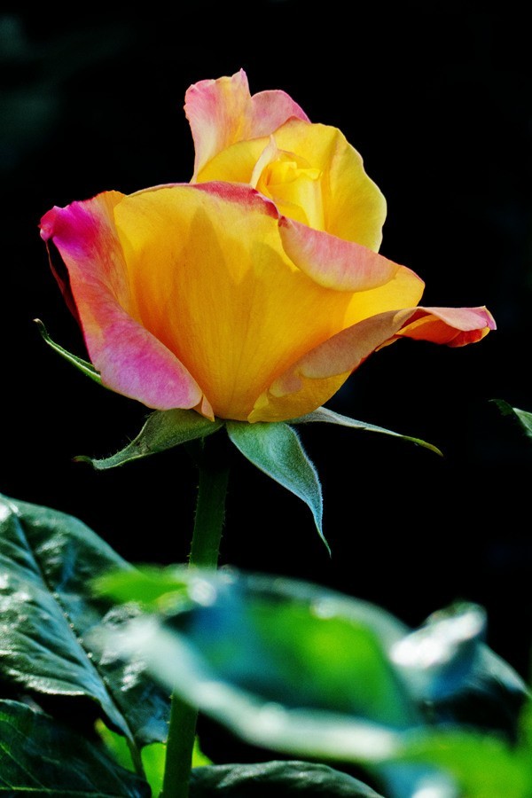 天津市花—月季花