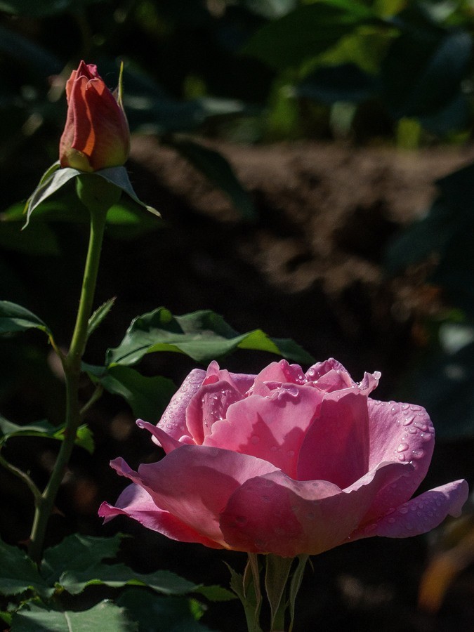 天津市花—月季花
