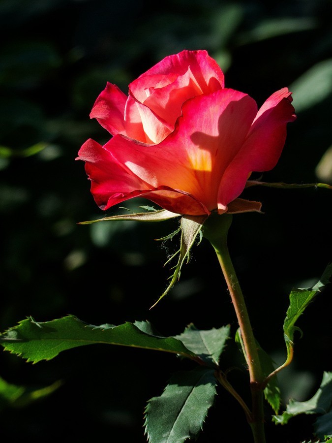 天津市花—月季花