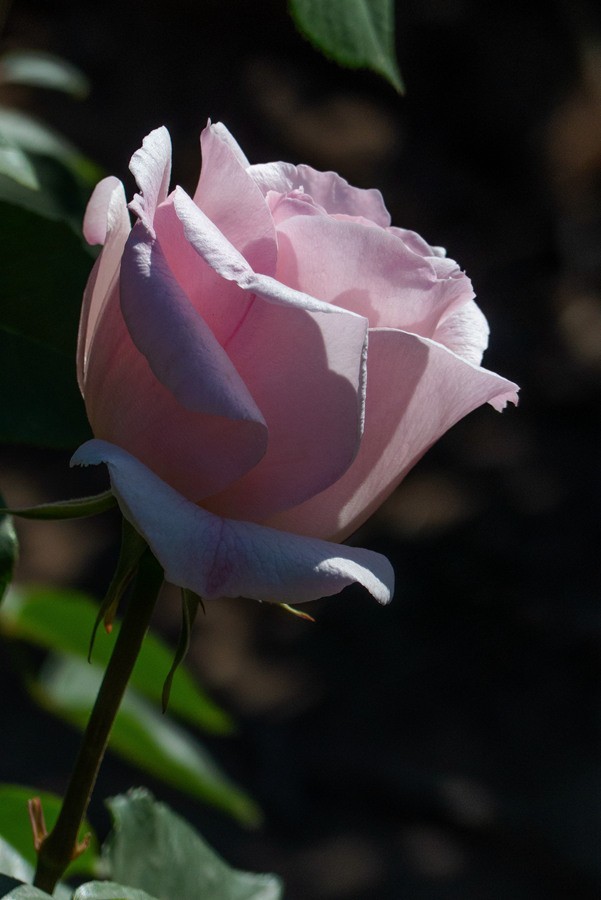 天津市花—月季花