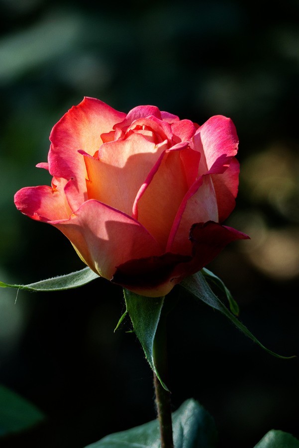 天津市花—月季花