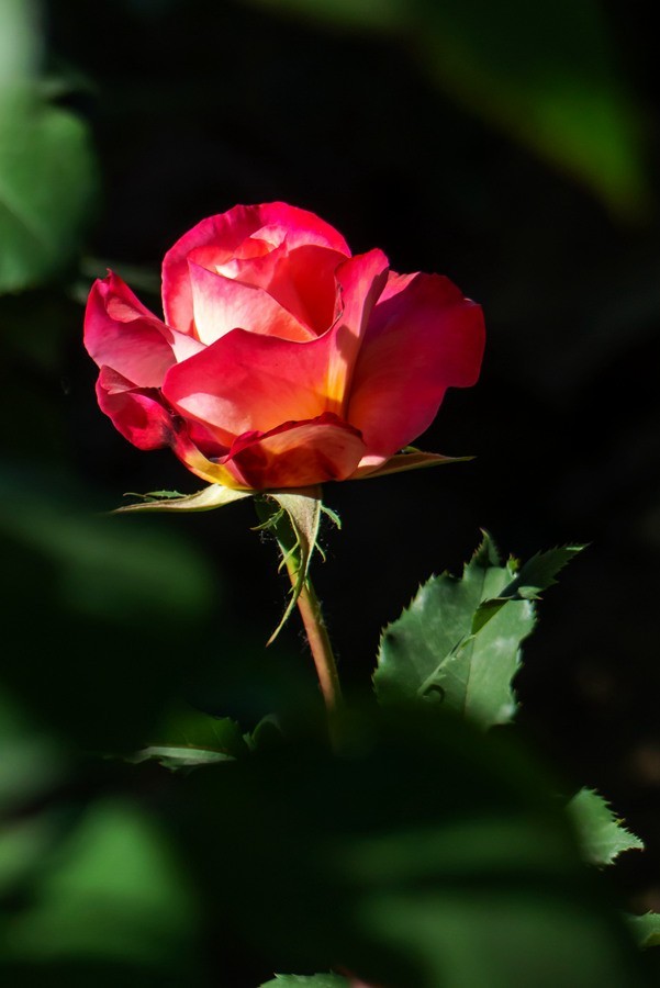 天津市花—月季花