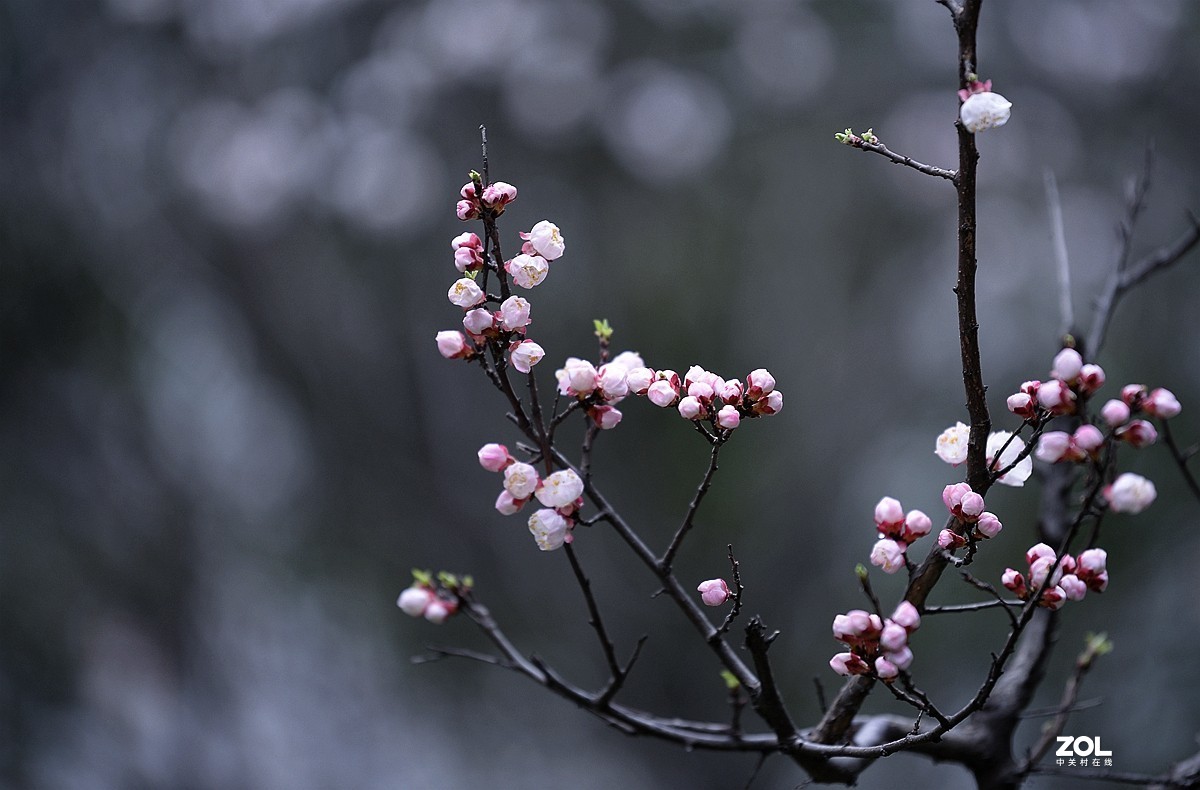 杏花村里杏花开