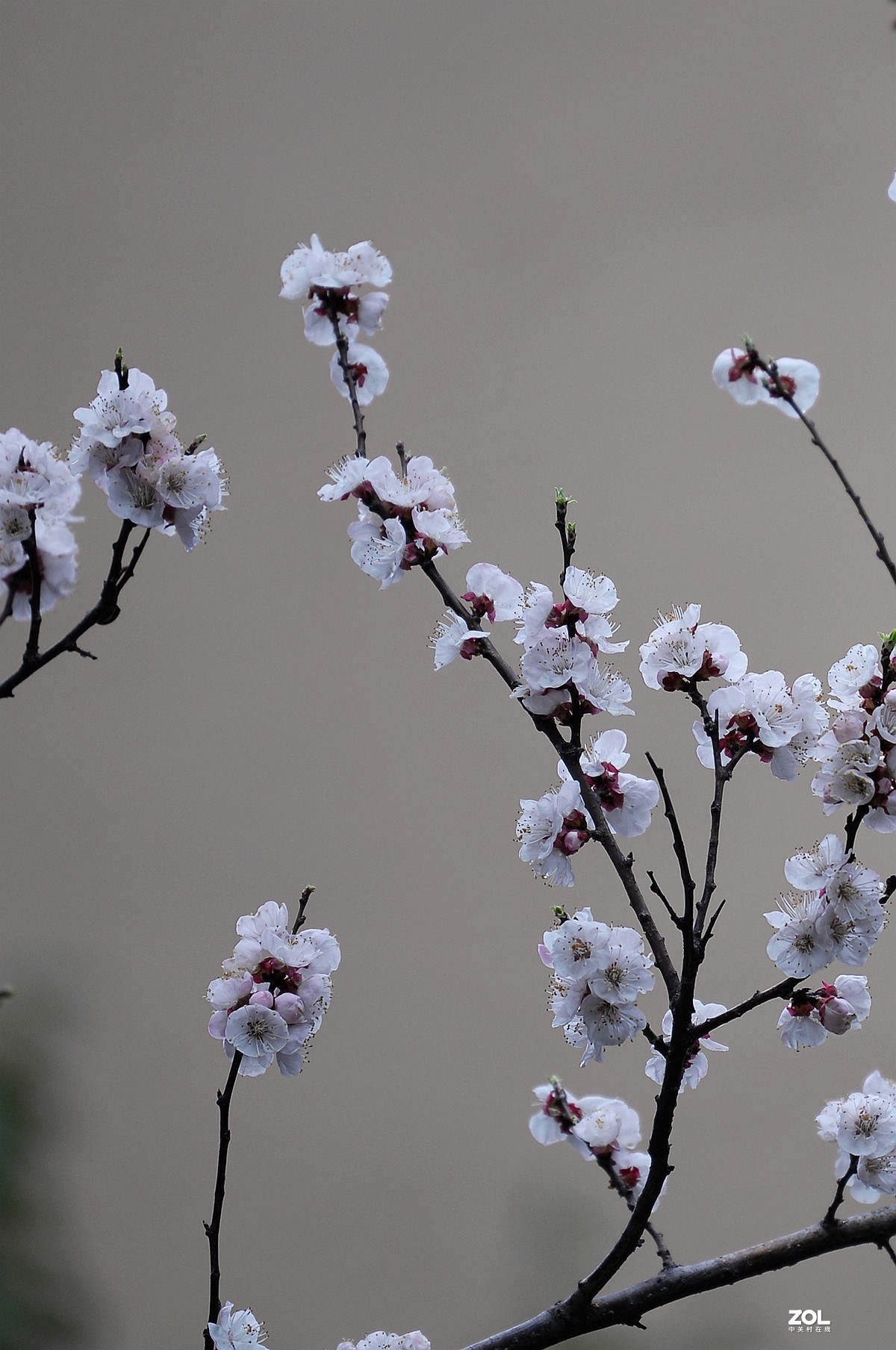 杏花村里杏花开
