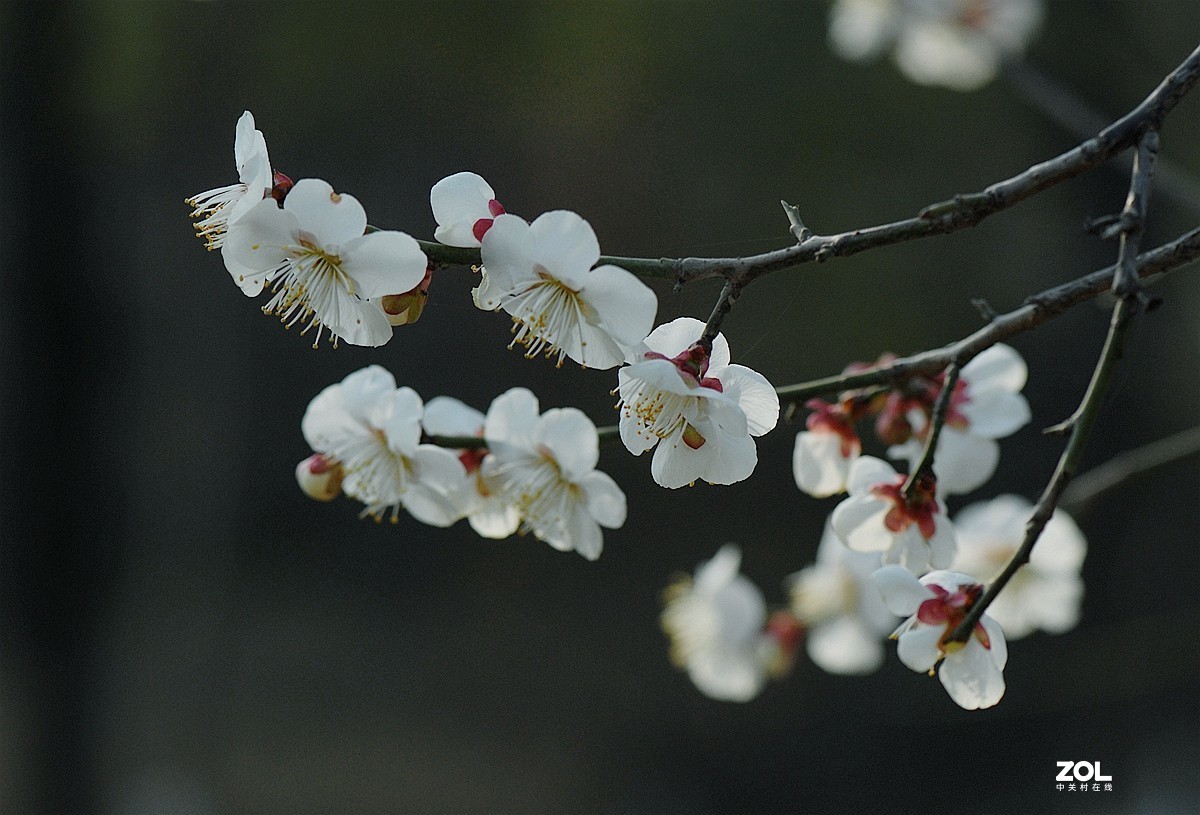 杏花村里杏花开