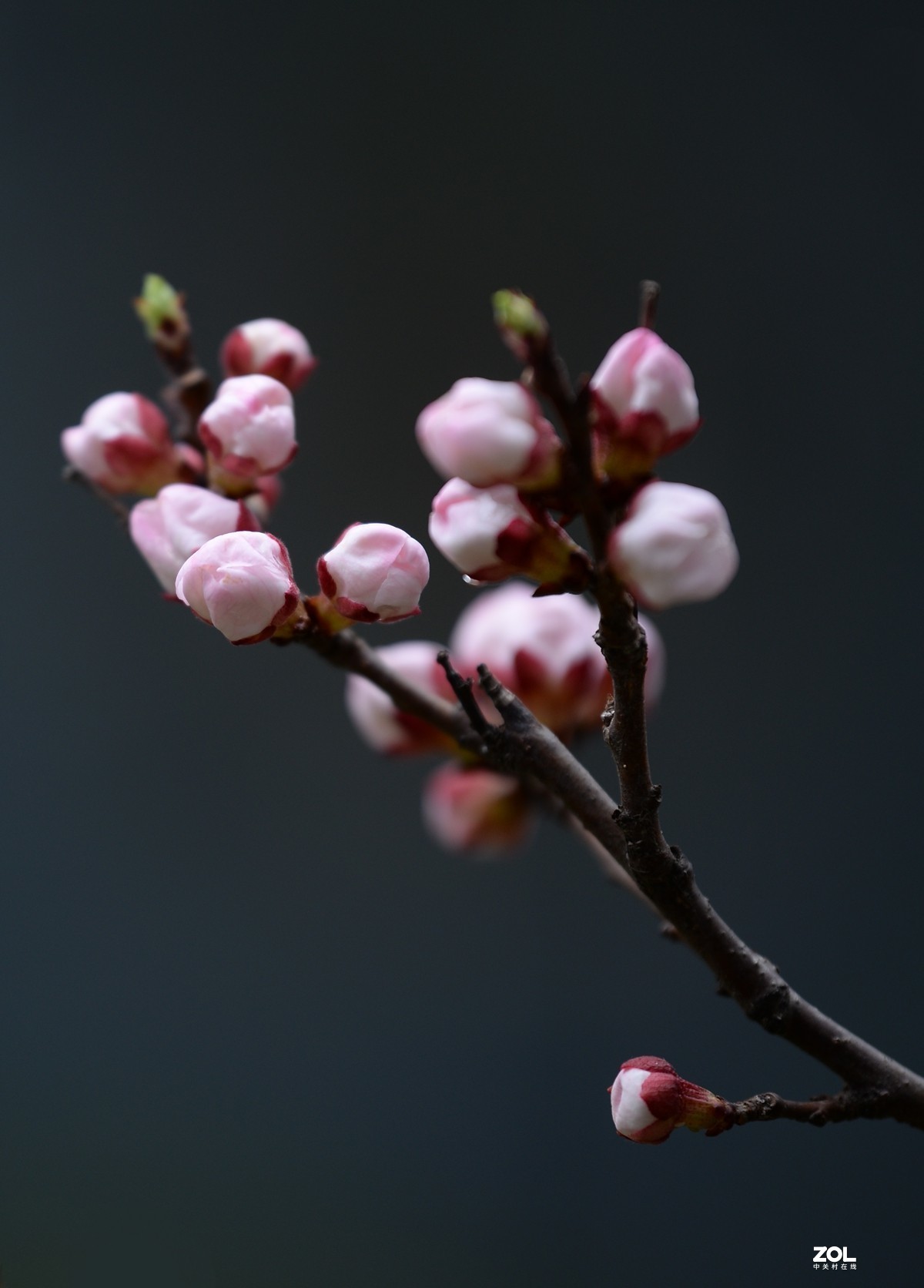杏花村里杏花开