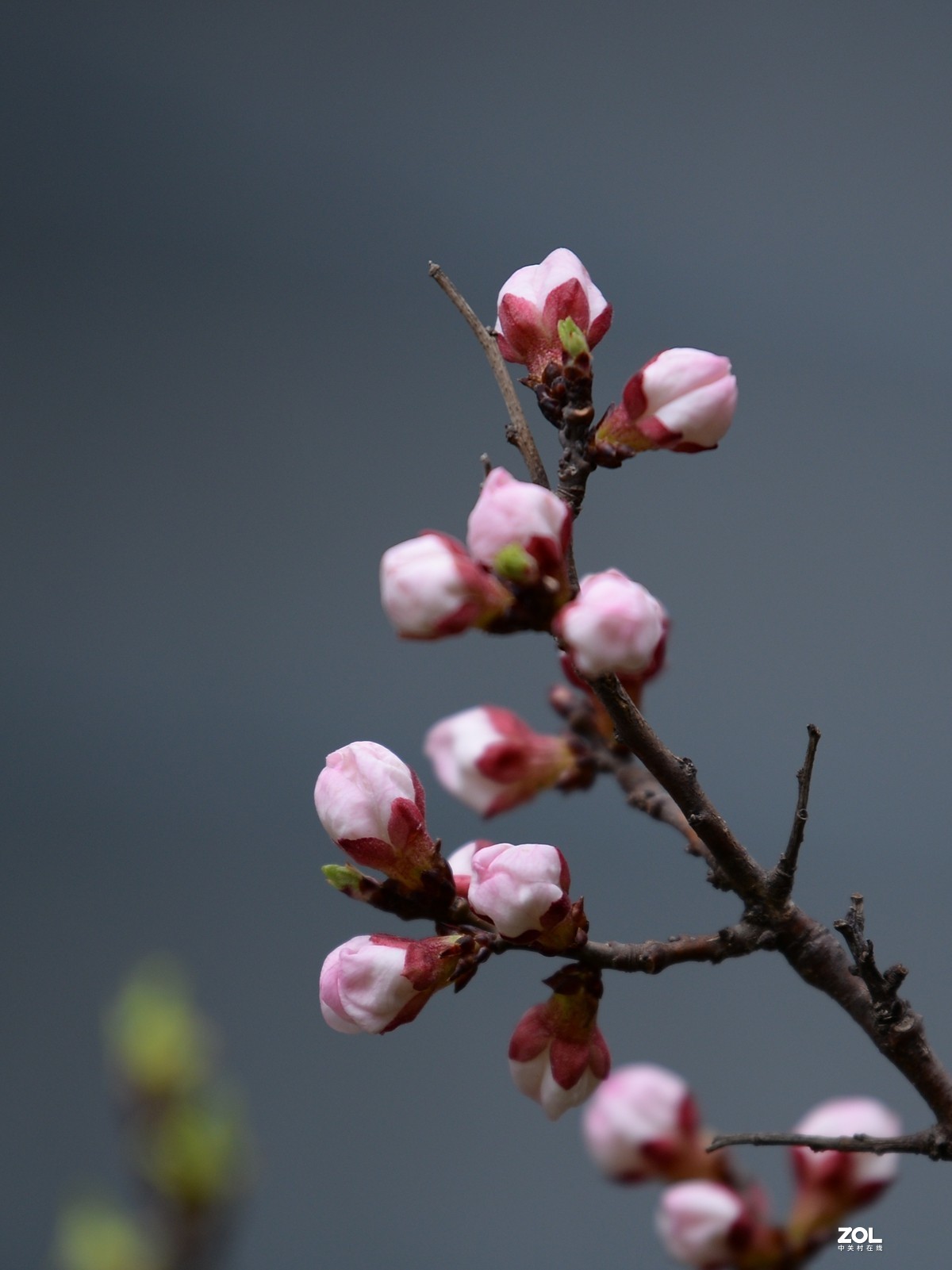 杏花村里杏花开