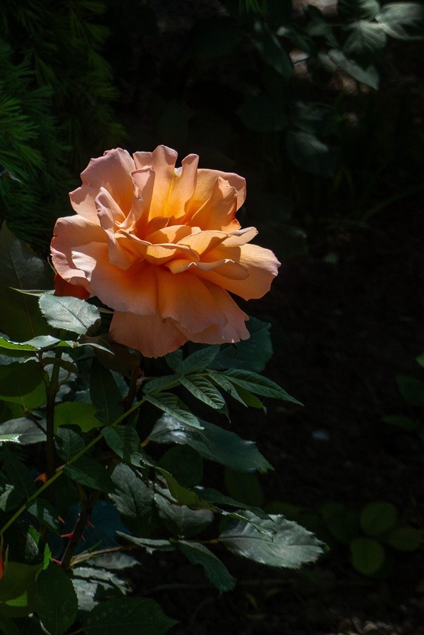 天津市花—月季花