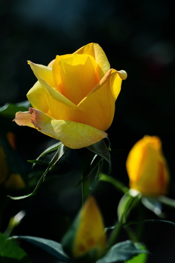 天津市花—月季花