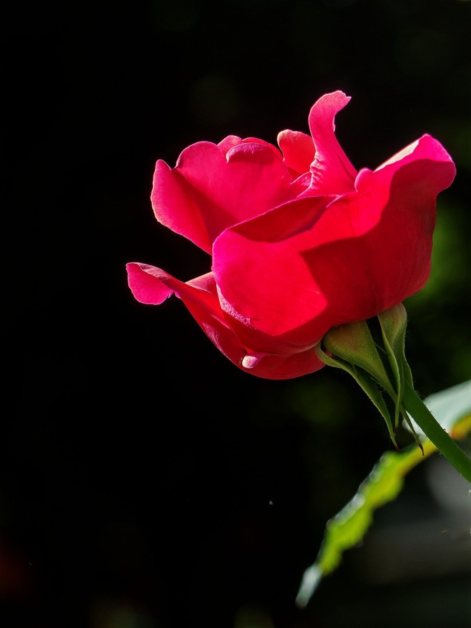 天津市花—月季花