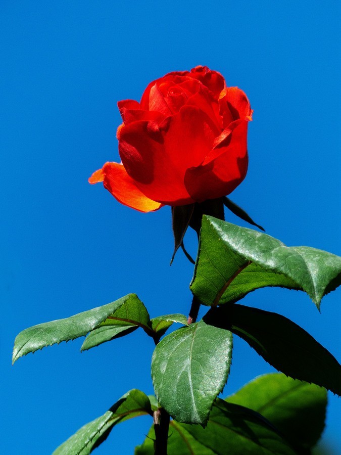 天津市花—月季花