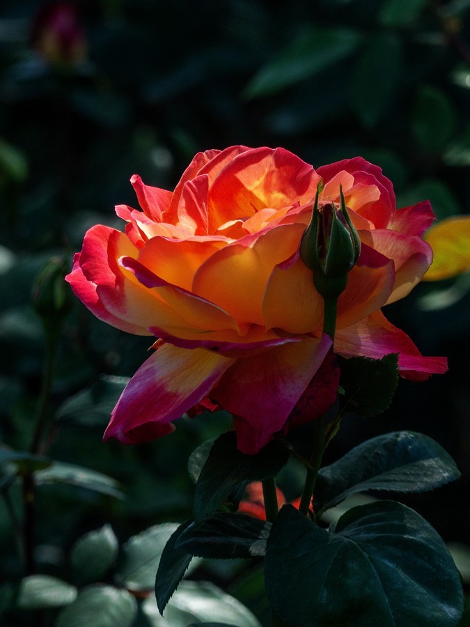 天津市花—月季花