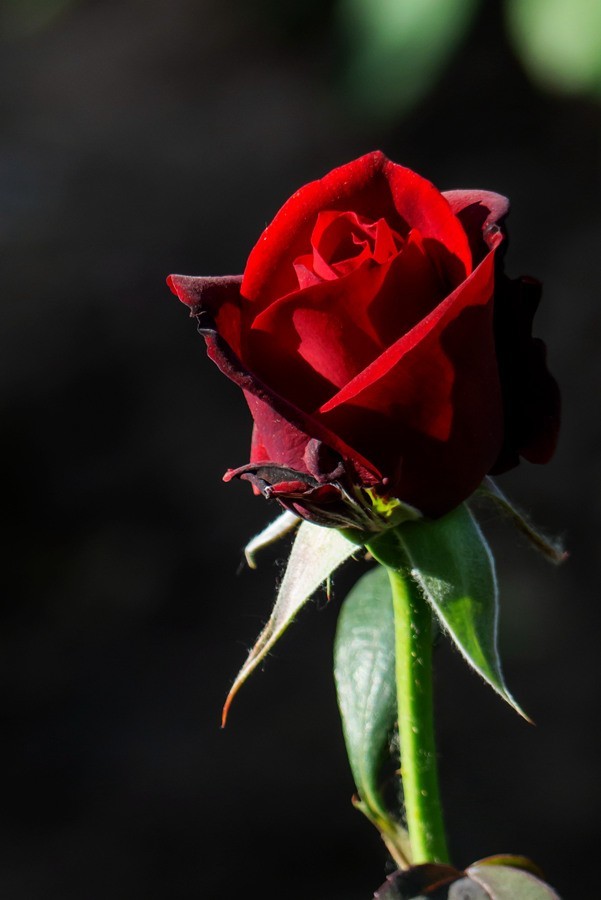 天津市花—月季花