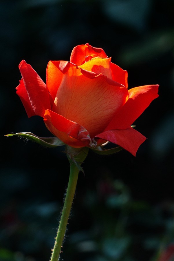 天津市花—月季花