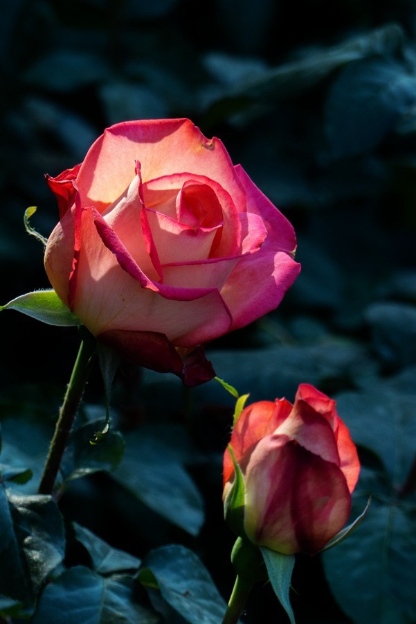 天津市花—月季花