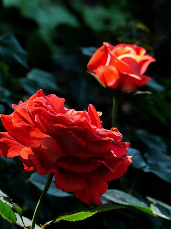 天津市花—月季花