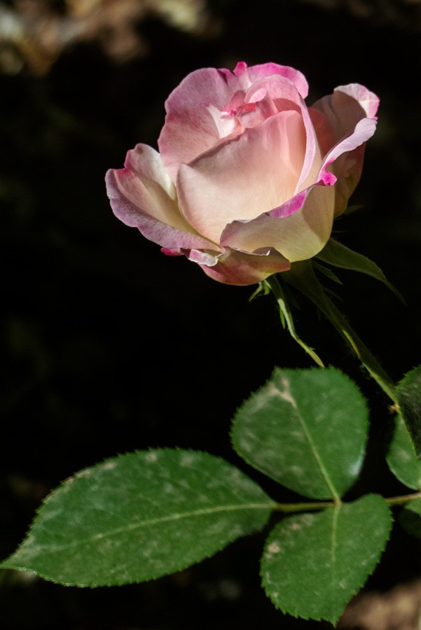 天津市花—月季花