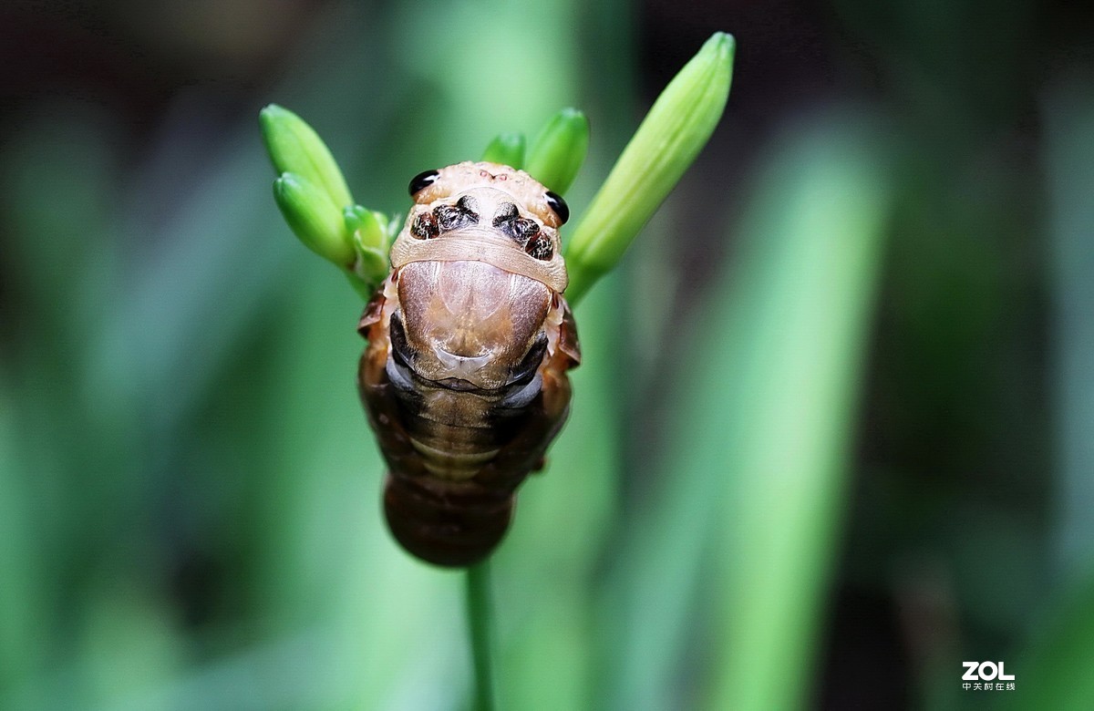 全过程多角度拍夏蝉蜕变
