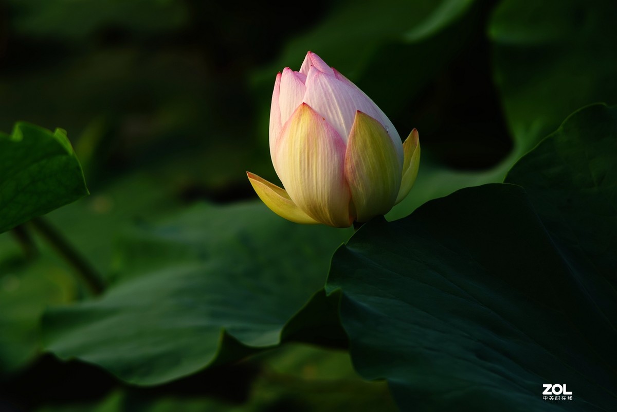 2020东蔡200/2.8老镜头拍荷花