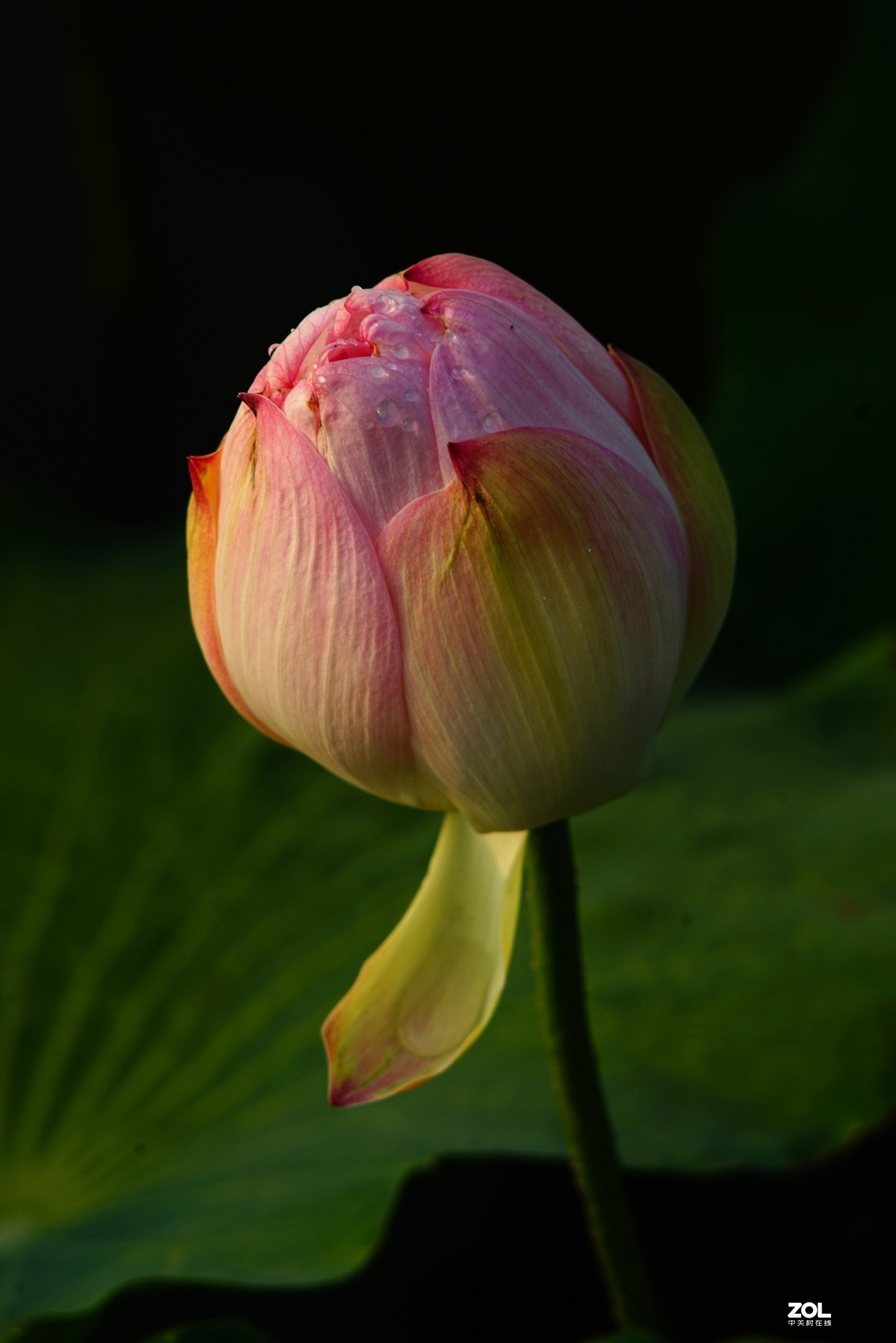 2020东蔡200/2.8老镜头拍荷花