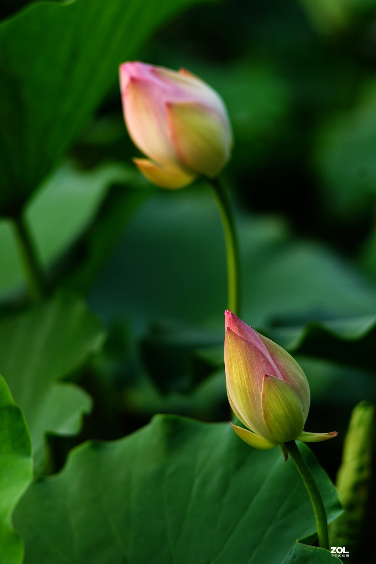 2020东蔡200/2.8老镜头拍荷花