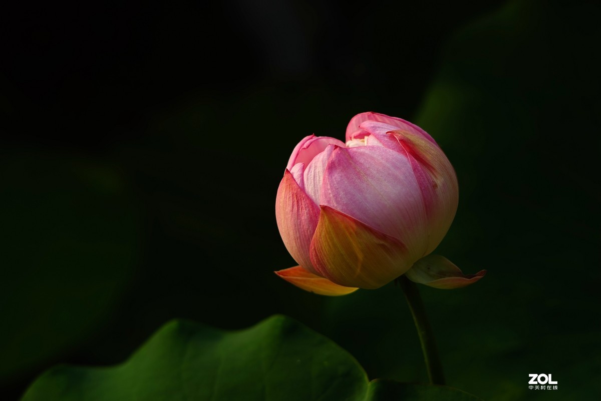 2020东蔡200/2.8老镜头拍荷花