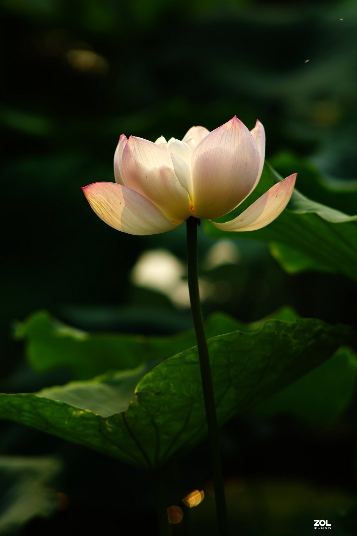 2020东蔡200/2.8老镜头拍荷花