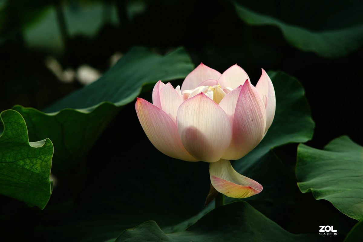 2020东蔡200/2.8老镜头拍荷花