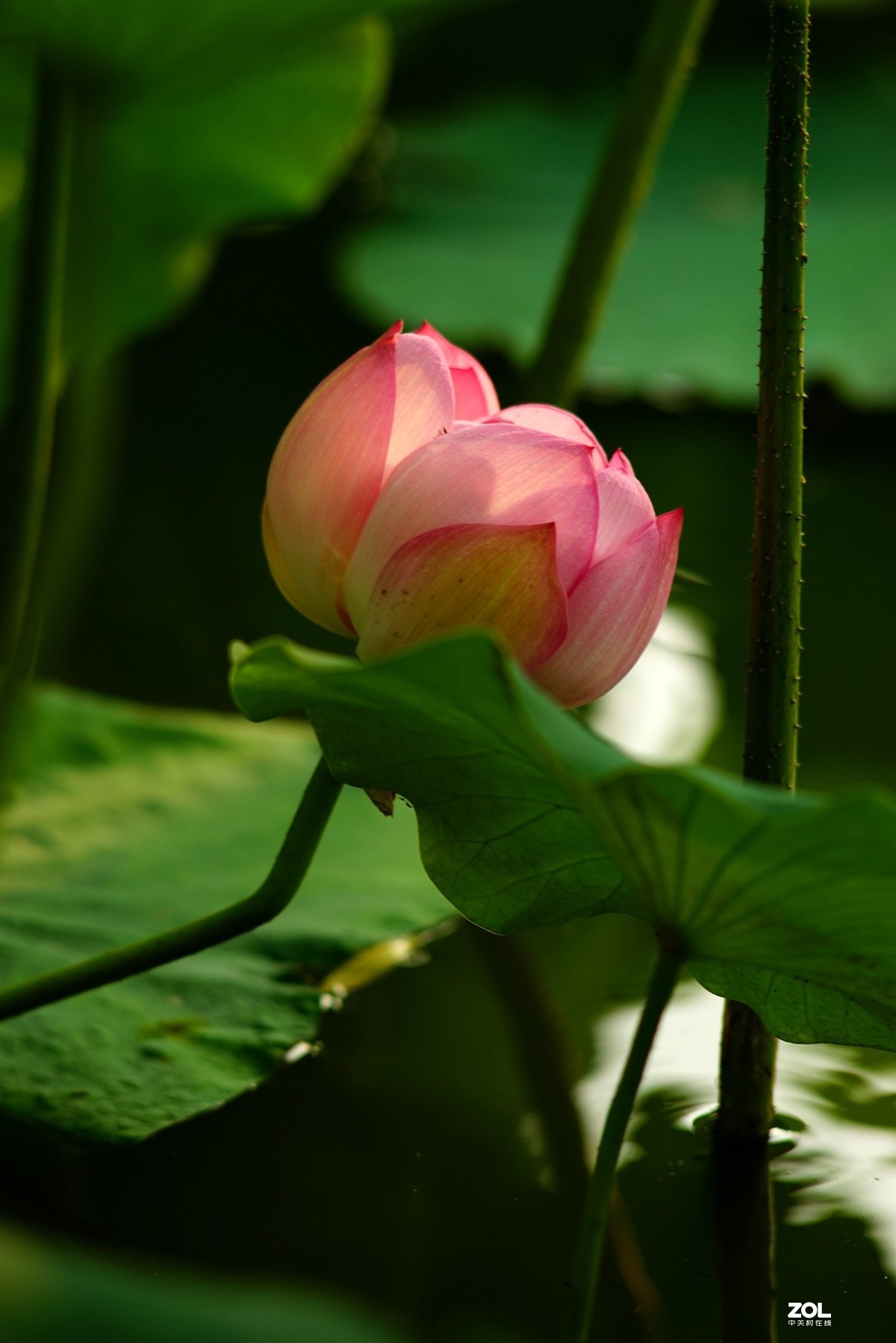 2020东蔡200/2.8老镜头拍荷花