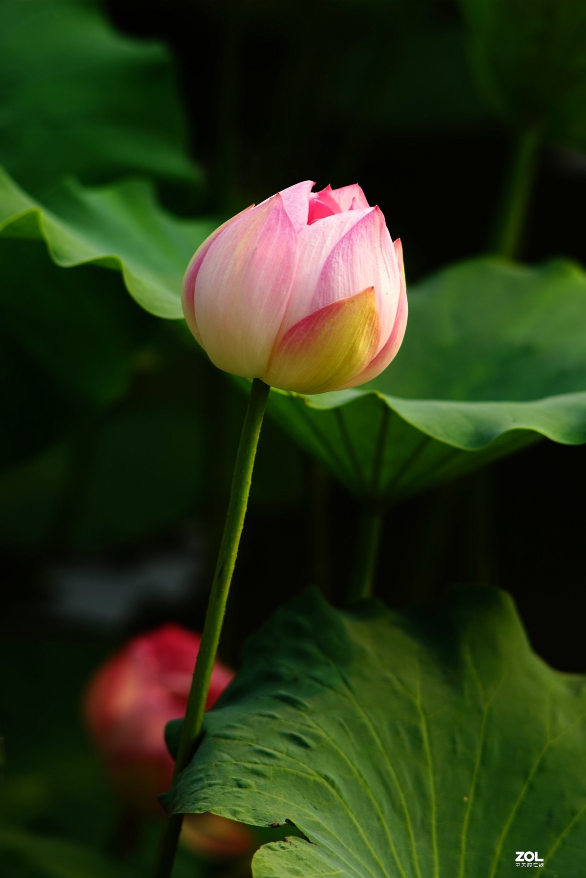 2020东蔡200/2.8老镜头拍荷花