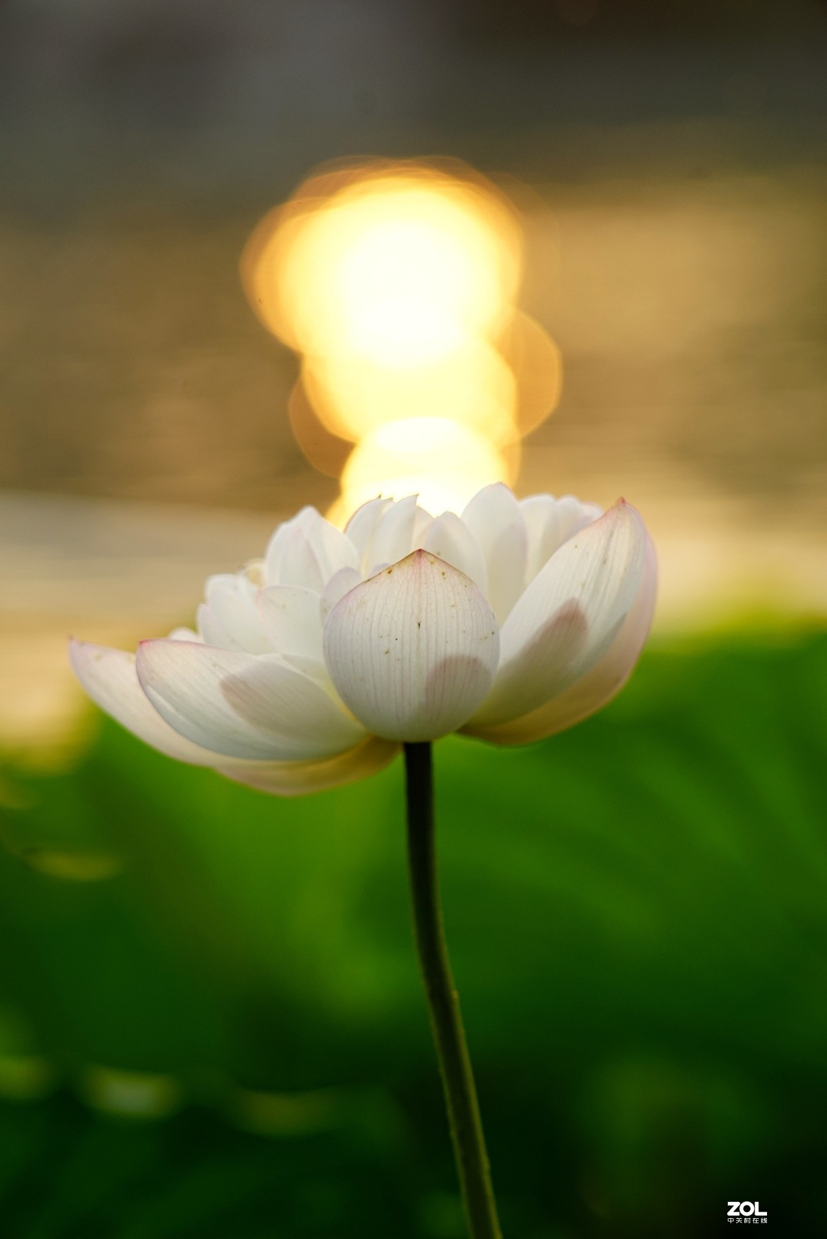 2020东蔡200/2.8老镜头拍荷花