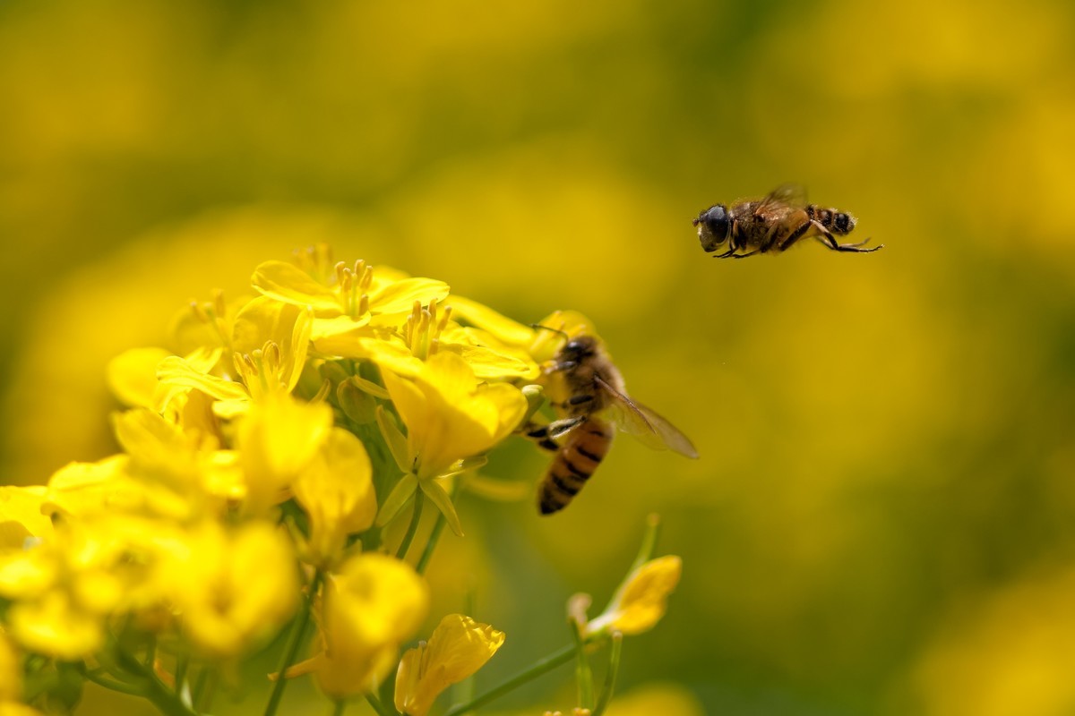 蜜蜂飞舞旋律线图片图片