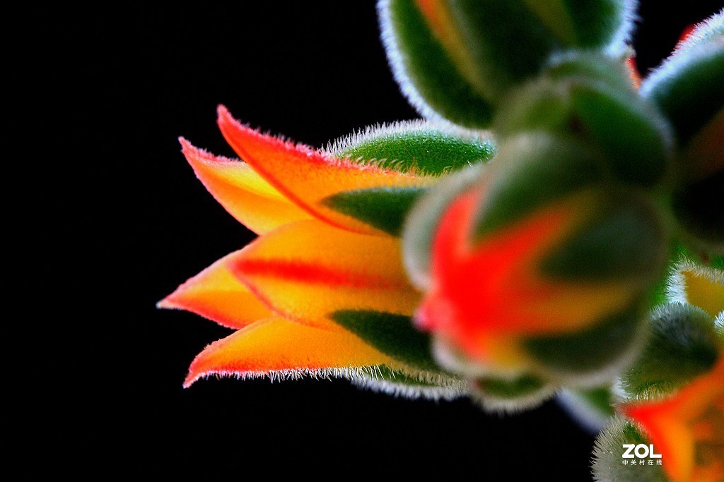 姹紫嫣红 锦上添花