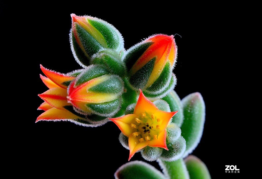 姹紫嫣红 锦上添花