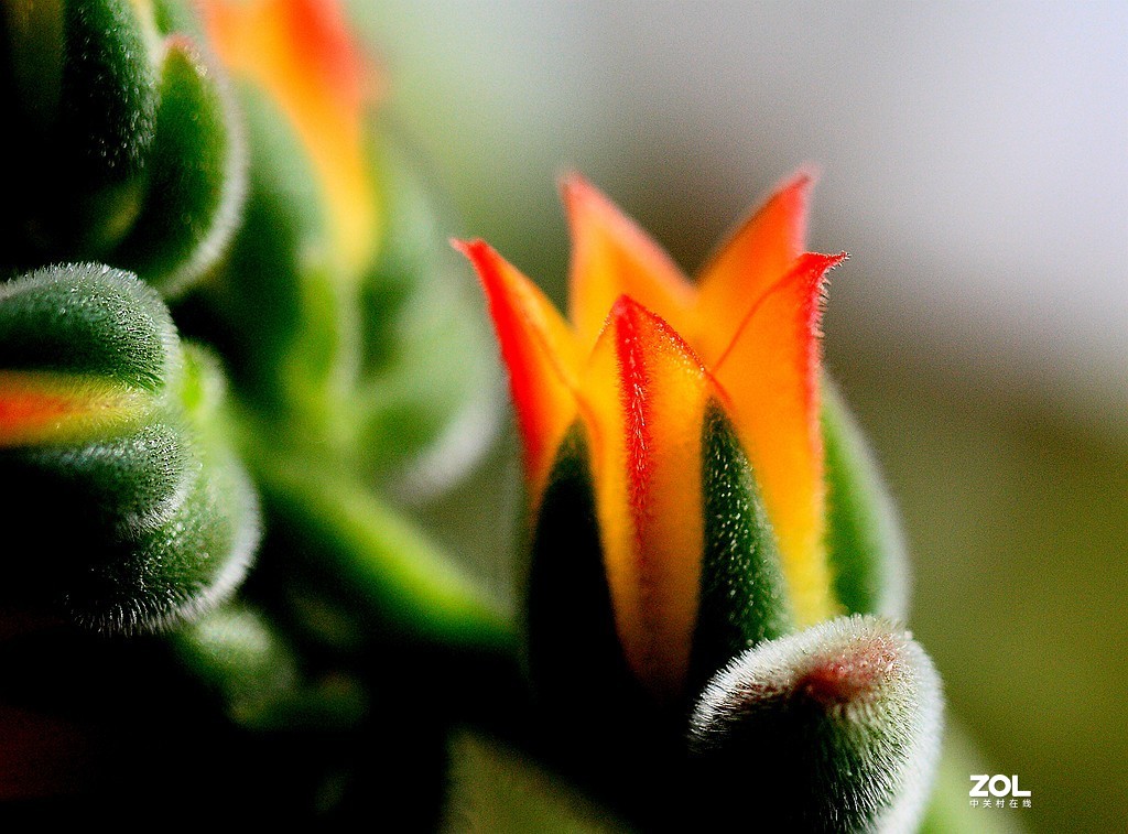 姹紫嫣红 锦上添花