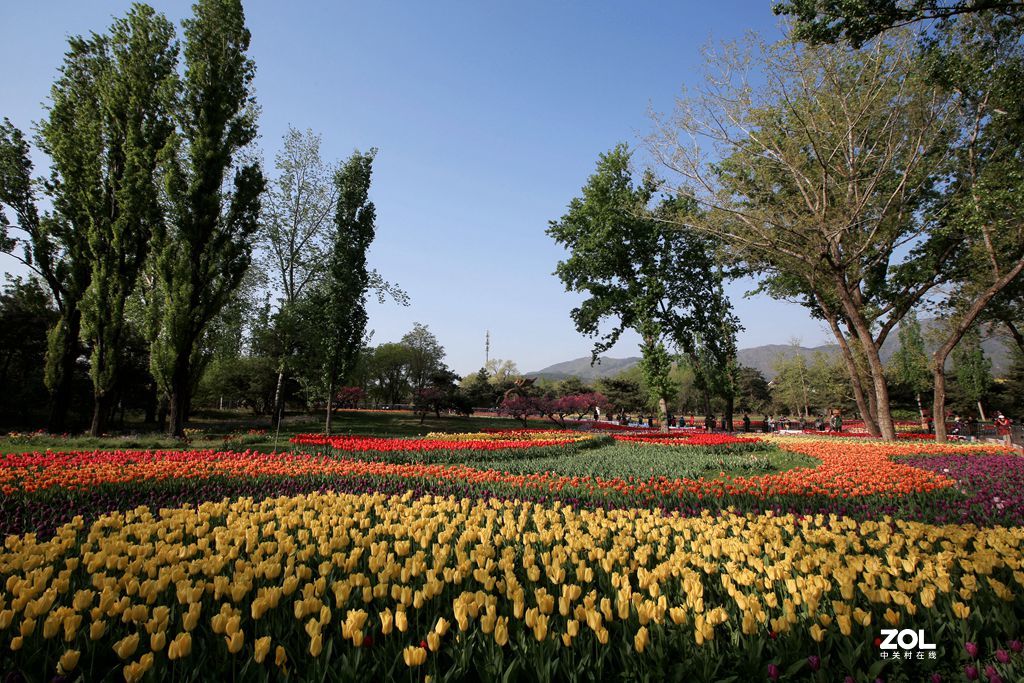 北京植物园的郁金香