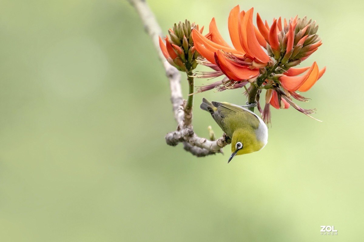 暗绿绣眼爱上刺桐花