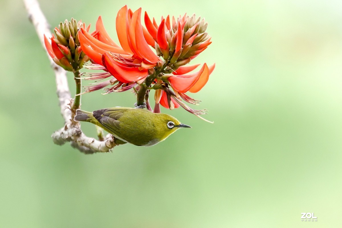 暗绿绣眼爱上刺桐花